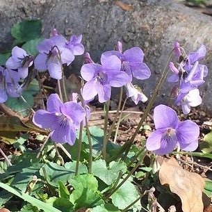 sumire_nadia's profile picture. レシピサイトNadiaスタッフの一員🍳 庶民派ワーママ。私生活もNadiaレシピに頼りまくり。スローライフを夢見つつ、あたふたと毎日が過ぎゆきます。