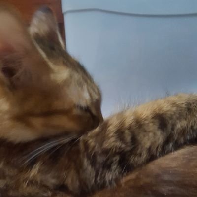 Newproject000's profile picture. #zkApes