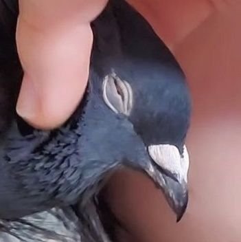 鳩ラブな飼い主ナマモノ。鳩の名前はポ。
返信遅めでごめんなさい😢