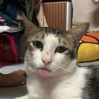 supachok_jv's profile picture. 