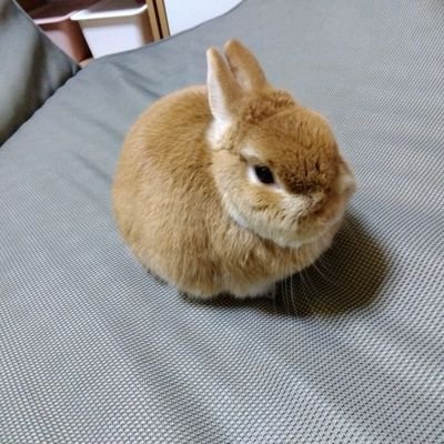 もーちゃん（本名モフ）8才の女の子です🐰