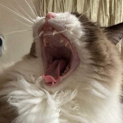 日本人の為の政治を希望‼︎ 旧Twitterを通じて色々勉強中。着物👘&柚香光様🌸に浸かりつつ、メインクーン♂ラグドール♀🐈と共に「NO CAT , NO LIFE」🐾。無言フォローすみません。どうぞよろしくお願い致します。