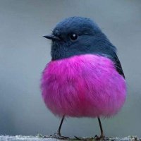 Die Kekssucherin (@kekssucherin) 's Twitter Profile