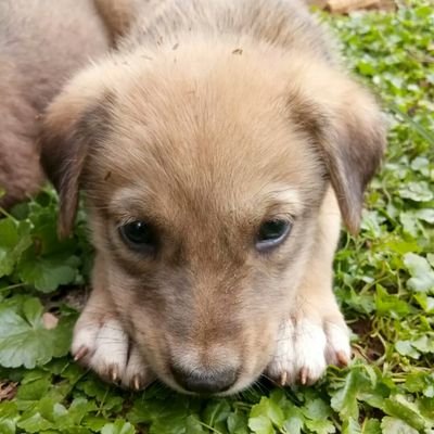 we our main objectives
we foster stray animals
we feed,treat them
we care,protect and love them
we rescue them from streets
Please join us to save stray lives🐕