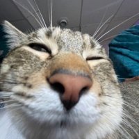 fuckingcuteanimals(@meowandmaow) 's Twitter Profile Photo