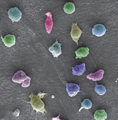 Canadian researcher
– CD133; prominin-1; prominin-2; stem cell biology; photoreceptor; epithelial polarity; tunneling nanotube, exosome; microvesicle