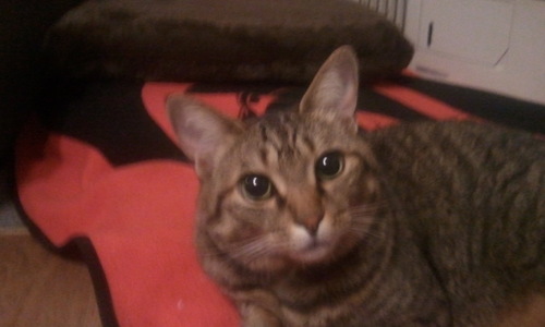 20tsuyopon11's profile picture. 大学4年生