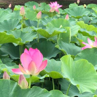 satomi_pianon's profile picture. ピアノレッスン再開7年目。フルタイム勤務&3人育児。練習は出勤前に朝練🌈 🌼先生に対面、😸先生に動画･オンライン･時に対面レッスンを。ピアノの音が大好き。心の声＆ひとり言。ピアノ中心の雑多垢🍀TL追えないのでフォロバ控えてます🙏DMは親交ある方のみ✉️🎹YAMAHA YUA, KAWAI CA701