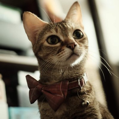 nelleyrino's profile picture. She/Her.Movies. 30k. Horus Heresy. DO NOT FOLLOW.