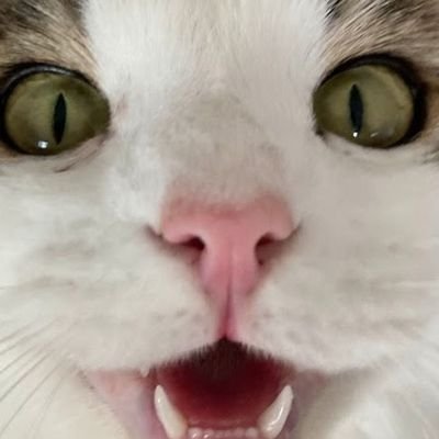 choquemanta's profile picture. Nada de transforma