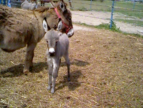 An Organization dedicated to advancing Domestic Animals Rights and Welfare in Kenya.