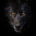 LylaWolfilm (@lylawolfilm) Twitter profile photo LylaWolfilm (@lylawolfilm) Twitter profile photo
