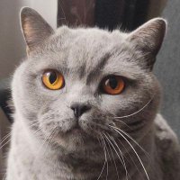 Tactical2Cat 🔭🇵🇱 (@tactical2cat) 's Twitter Profile