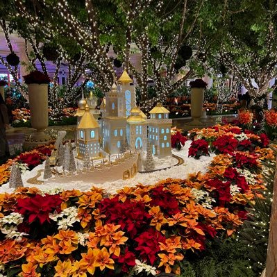 mirachino's profile picture. twitter!