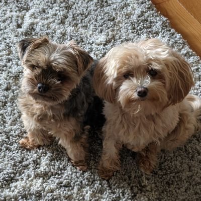 ILLIN0ISIAN's profile picture. I love animals🐕🐾❤DiGiorno Pizza🍕❤Gaming🎮❤and the USA🇺🇸. And yea I live in Illinois.