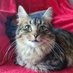 Sam ๐ (@samcat_73) Twitter profile photo Sam ๐ (@samcat_73) Twitter profile photo