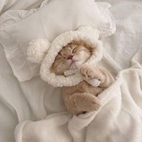 sleepy cat (@f2o_official) Twitter profile photo