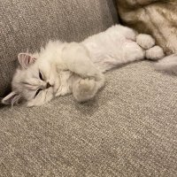 Justice (@thiccjusticej) 's Twitter Profile
