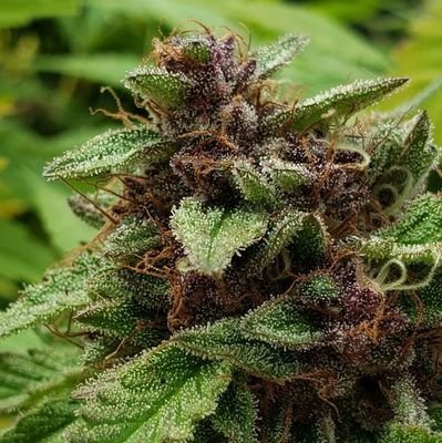 krevan1013's profile picture. we are more than just a brand.