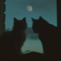 🌕itz.bzakase🐉🪐 (@joaobarboza20) 's Twitter Profile