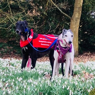 retired Oct 2011 from Monmore Wolverhampton got adopted Nov 2011 now live with my new bro Duke (Nov18) @DukeHound16. Never forget my 🌈bro @rolohound