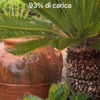 Robert (@rocatrex) 's Twitter Profile