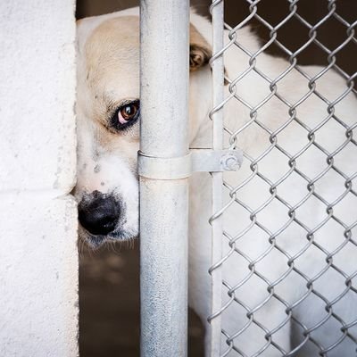 ShutDownTAF's profile picture. Every 36 hours on average an animal is MURDERED at The Animal Foundation simply because of no space! This killing has to stop! #AnimalLivesMatter #ShutDownTAF