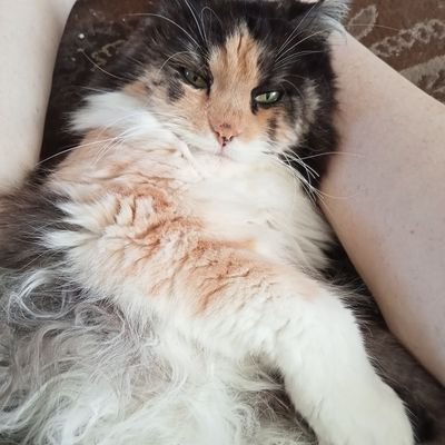 The pic is of Daisy my fluffy baby. We live in GB/UK. I have a boyfriend, who has PD. I want the Tories gone, but I mostly want to see cats,stuffies,rabbits etc