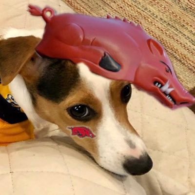 Arkansan4Life, JRT Mom, lupus fighter, 💛Preds , 💙Titans, ❤️Razorbacks, ❤️Braves 💙Grizzlies 💙DR3, Childless Dog Lady, Unapologetic FORMER Republican