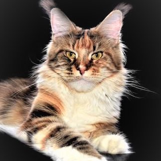 JuliaSc96633057's profile picture. Tierrechtlerin  ,Naturfreund  und Poesie