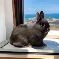 BunnyPuddings(@Bunnypuddings) 's Twitter Profile Photo