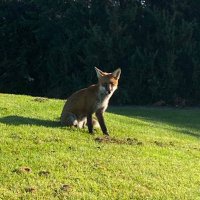 Domhnaill Dooley (@domhnailld) 's Twitter Profile
