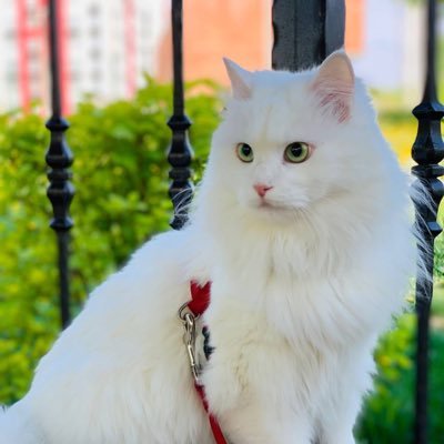 oliinykNatallia's profile picture. 