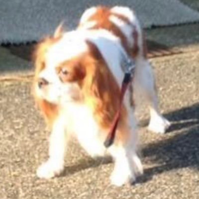 アイコンは愛犬のモカです。大切な家族です。福井県