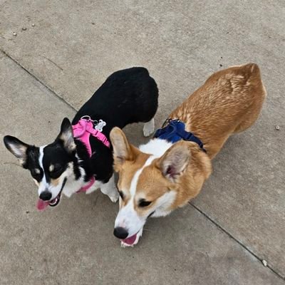 The adventures and misadventures of Munchkin Moonbeam and Calliope Moonshadow. Two Corgis living their best lives.