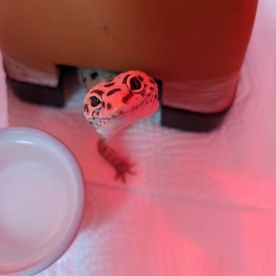 💍:2017.03.01 入籍
🦎:2019.08.19~はちゅ飼育スタート
レオパ2匹、クレス2匹、シロテンカラカネトカゲ2匹
Cafe/旅行/おとうふ/本/アニメ/まんが
⚠８割はちゅさんず２割？プライベート