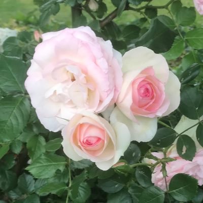 柿澤勇人さんの芝居に惚れて芝居関係の趣味用に作りました🎬 8810&Co. 会員 /大昔の演劇部員🎭/ロック🎸サッカー⚽️歴史🏯好き /音楽はこちら→@leftyakko