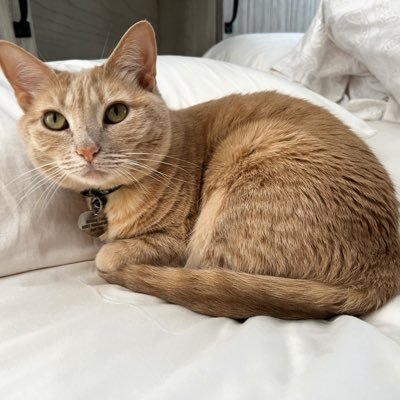 I’m an average millennial enjoys traveling, reading, and chilling with my cat.
