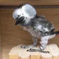 Carol K 🎵🎹🎶🐩🐦🦜🌎🌍🌏 (@blueberrytunes) 's Twitter Profile