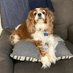 Bruce (TRUMP WINS AGAIN) (@spillitelon) Twitter profile photo Bruce (TRUMP WINS AGAIN) (@spillitelon) Twitter profile photo