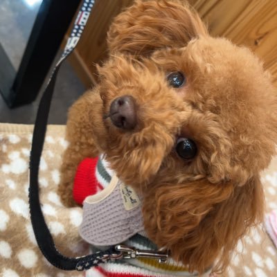 XeuKm's profile picture. トイプードル好き❤️お花好き❤️多肉好き❤️松山千春❤️半崎美子❤️病気と闘ってます。
