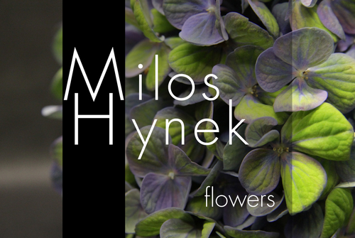 Milos Hynek creates floral displays that are unique and stylish. Focused on your every need, he delivers true masterpieces in flower design.