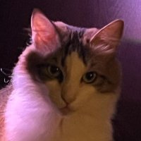 💜🤍💚 (@yoodida) 's Twitter Profile