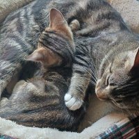 RC_n_Moonpie (@rc_n_moonpie) 's Twitter Profile