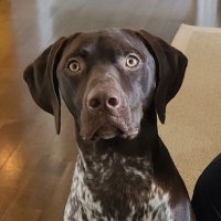 Gary The GSP Puppy(@ThatGspGary) 's Twitter Profile Photo
