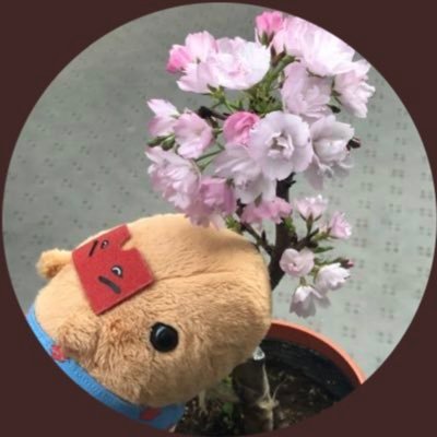さくら((3yさんのプロフィール画像