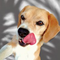 りーたろう(@Rio_the_beagle) 's Twitter Profile Photo