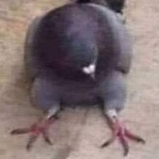 WavezThe's profile picture. Nostalgico.