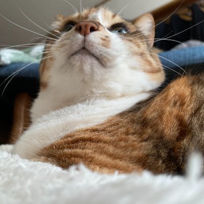 homura809's profile picture. 名前は、「えにし」です。 製図始まりました。製図が終わったら台湾に行くことが確定しました。