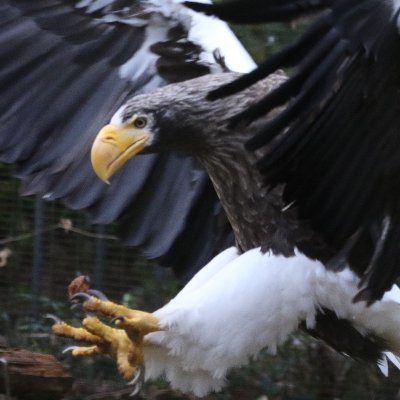 散歩がてらに多摩動物公園を利用しています
フライングケージ内で飛び回る鷲や鷹と猛禽類に魅せられています
